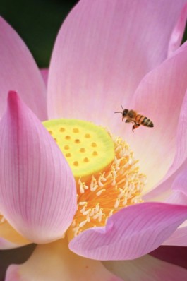  INDEXD.DESIGN - Design Resources Library